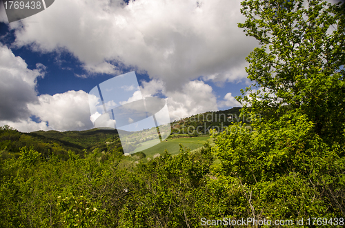 Image of Meadows Colors of Tuscan Spring