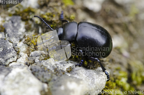 Image of Cockroach in the Grass