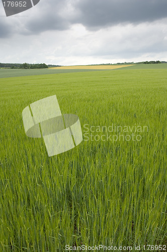 Image of Rye field