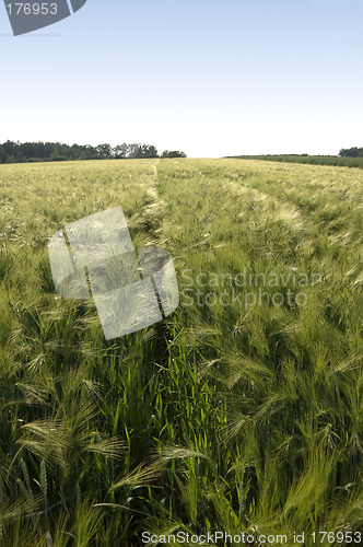 Image of Rye field