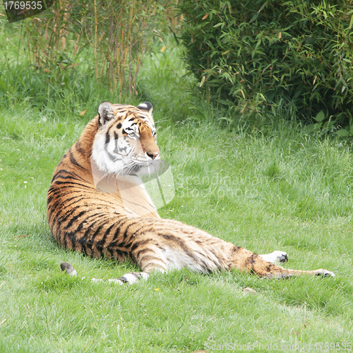 Image of Siberian or Amur tiger