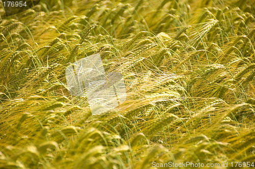 Image of Rye field