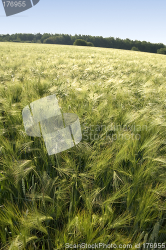 Image of Rye field