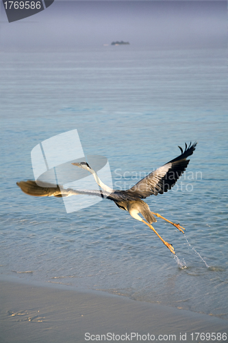 Image of Heron taking off