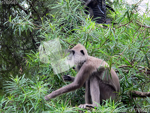 Image of Hanuman langur