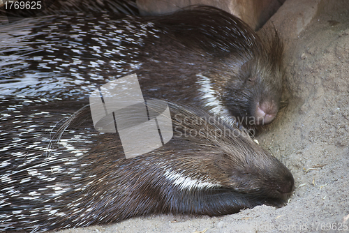 Image of Indian Crested Porcupines