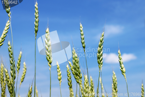 Image of Green wheat ears