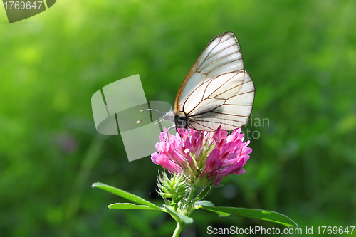 Image of beautiful butterfly