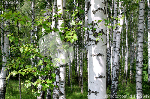 Image of Birch trees in a summer forest
