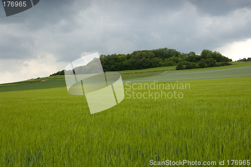 Image of Rye field