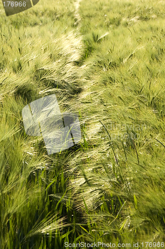 Image of Rye field