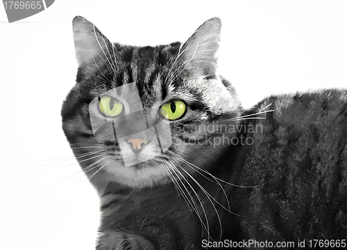 Image of green-eyed cat            