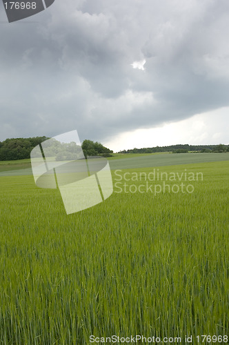 Image of Rye field