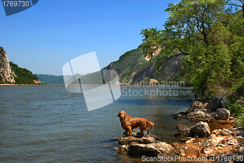 Image of Dog on Danube riverbank