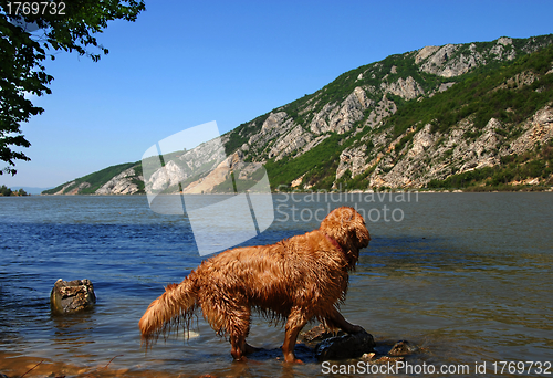 Image of Dog on Danube riverbank