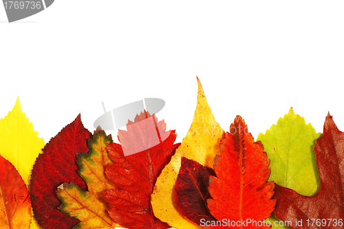 Image of Autumn leaves