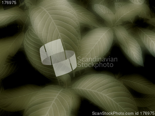 Image of Green Leaves Background