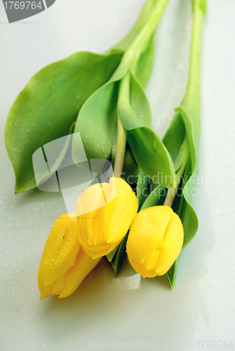 Image of Yellow tulips