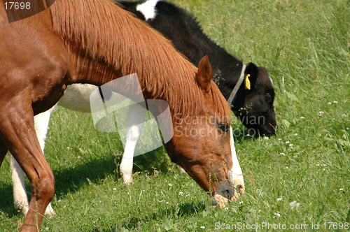 Image of Horse and Calf