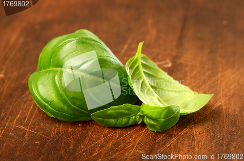 Image of Fresh basil leaves