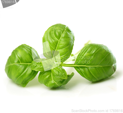 Image of fresh basil leaves 