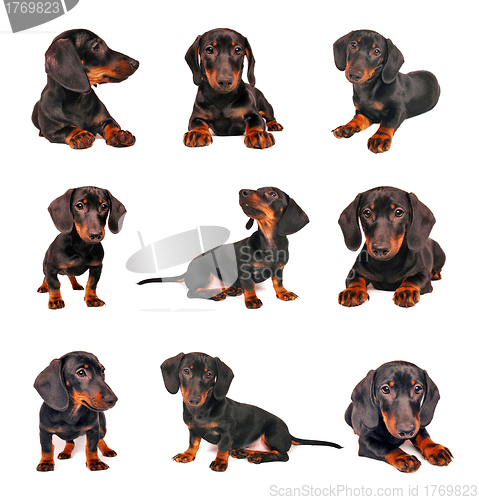Image of Dog collection 