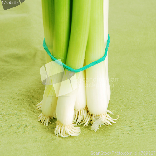 Image of fresh spring onions