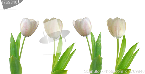 Image of Four white tulips