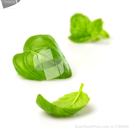 Image of fresh basil leaves