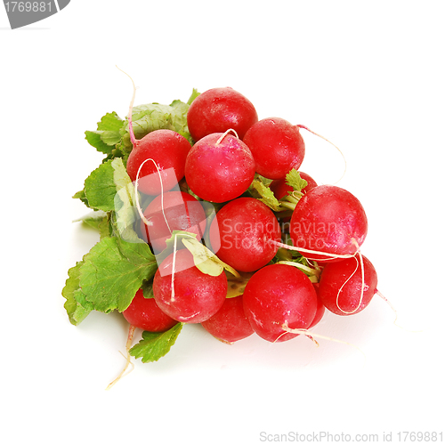 Image of Fresh radishes 