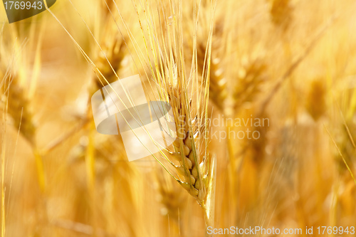 Image of gold grains in summer time