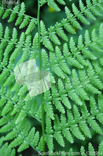 Image of Fern background      