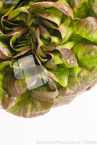 Image of Lettuce