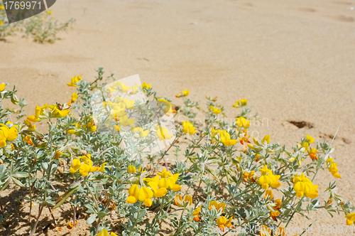 Image of Beach flowers