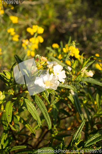 Image of White rockrose