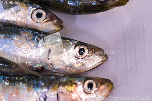 Image of Sardines