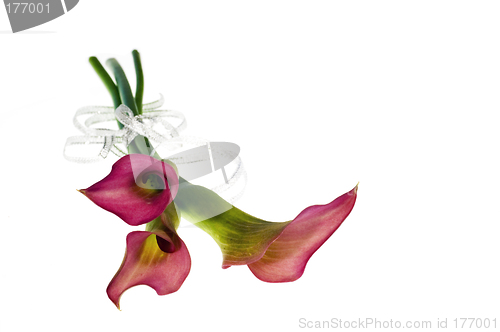 Image of Red flower