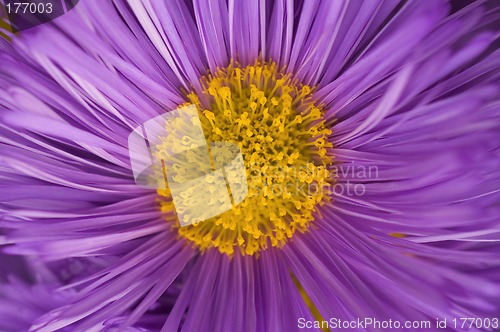 Image of Purple flower