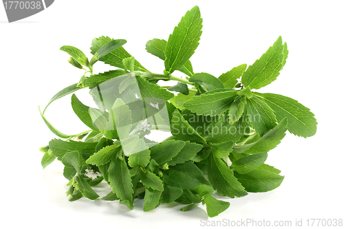 Image of stevia