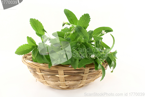 Image of stevia