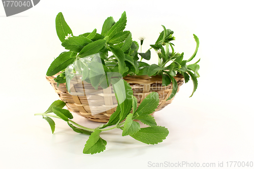 Image of stevia