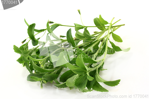 Image of stevia