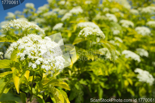 Image of Flower bushes in a park