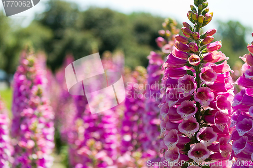 Image of Lupine Flowers