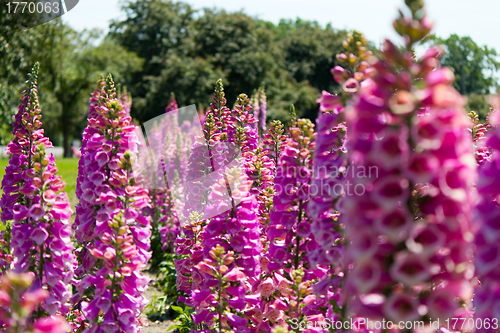 Image of Lupine Flowers