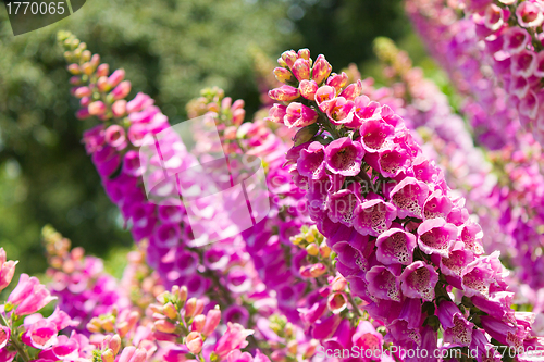 Image of Pink Lupine Flowers in Bloom