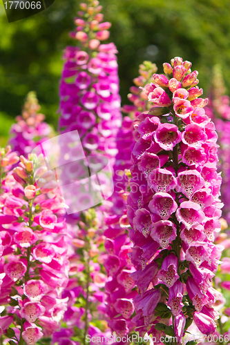 Image of Lupine Flowers