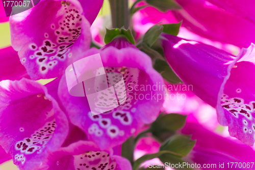 Image of Close-up of Lupine Flowers