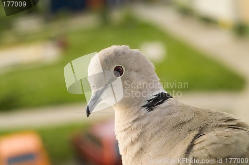 Image of Pigeon