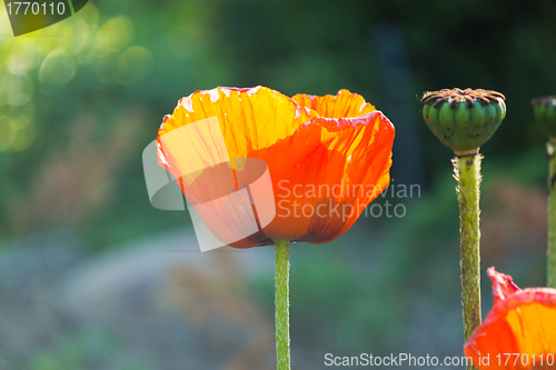 Image of Poppy Flower in Bloom